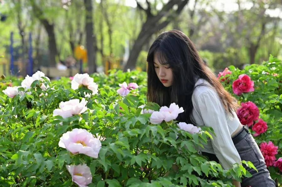 皇冠体育_@全体校友皇冠体育,齐鲁工业大学牡丹鉴赏通道开启!