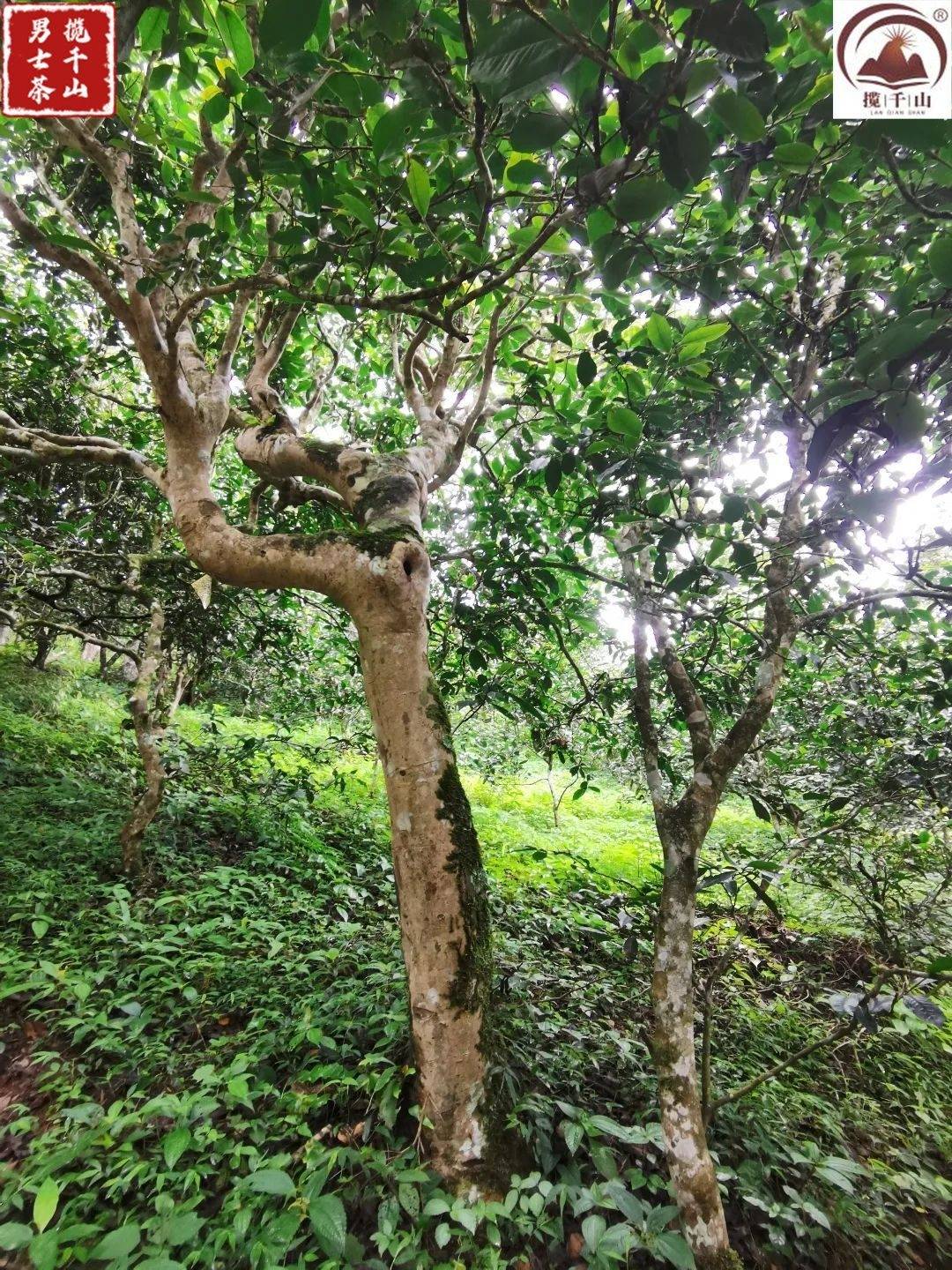 皇冠登1登2登3_六大古茶山之革登茶山(2)