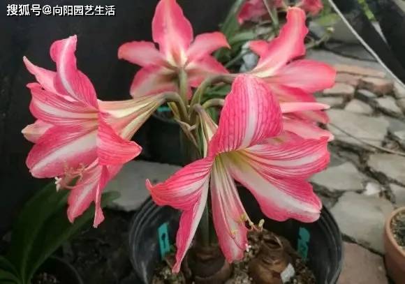 买球app_朱顶红啥时才能便宜?一个种球几十块买球app,价格太高,买不起!