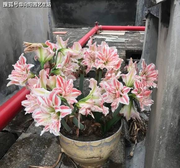 买球app_朱顶红啥时才能便宜?一个种球几十块买球app,价格太高,买不起!