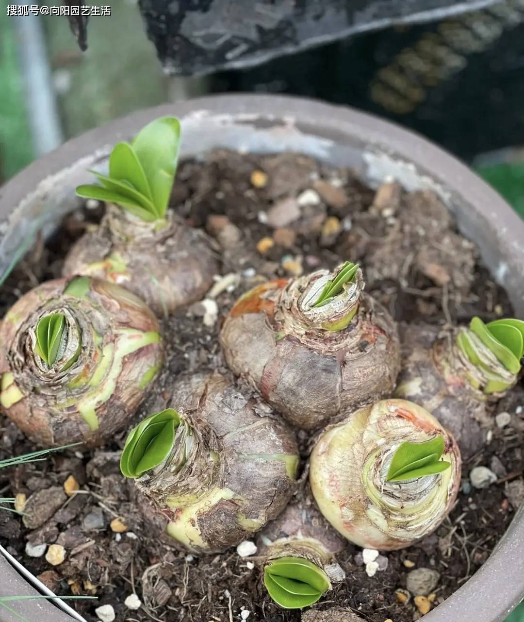 买球app_朱顶红啥时才能便宜?一个种球几十块买球app,价格太高,买不起!