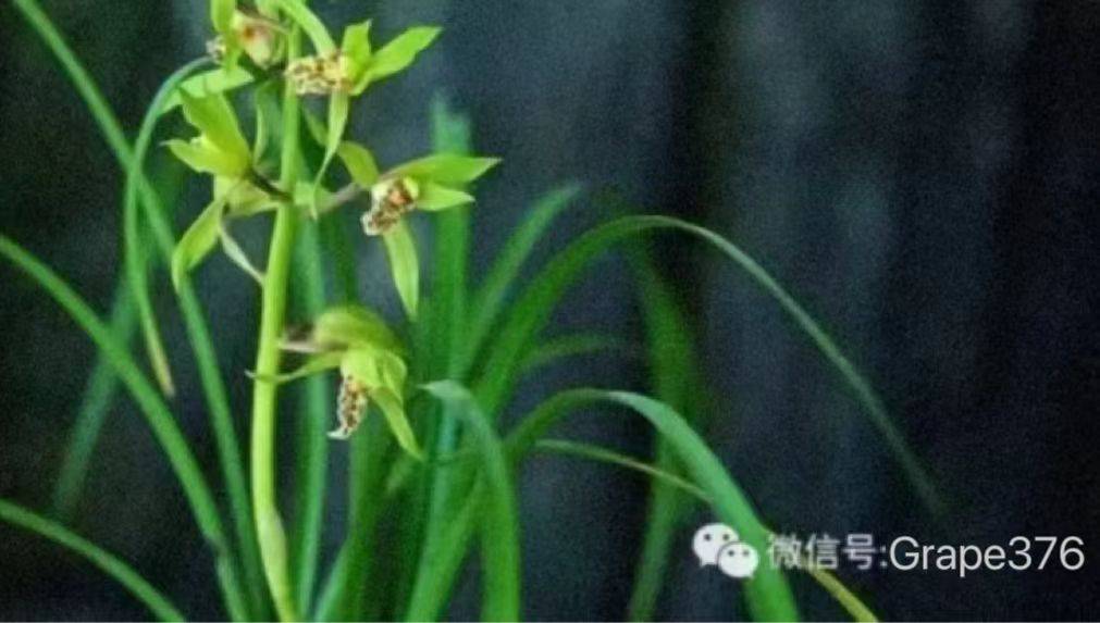 如何申请到皇冠信用_咸阳信用贷款申请如何申请到皇冠信用,这些细节你注意到了吗?