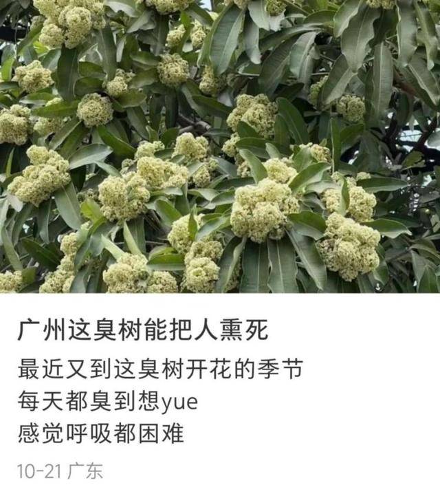 如何找当地皇冠代理_“臭到怀疑人生”!广东街头再次出现“风油精炒排骨”的味道如何找当地皇冠代理,到底是什么?