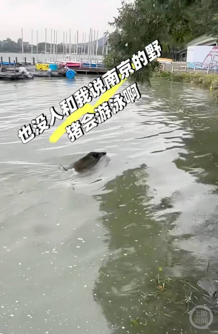 皇冠信用网需要押金吗_南京玄武湖惊现野猪横渡皇冠信用网需要押金吗,多方回应