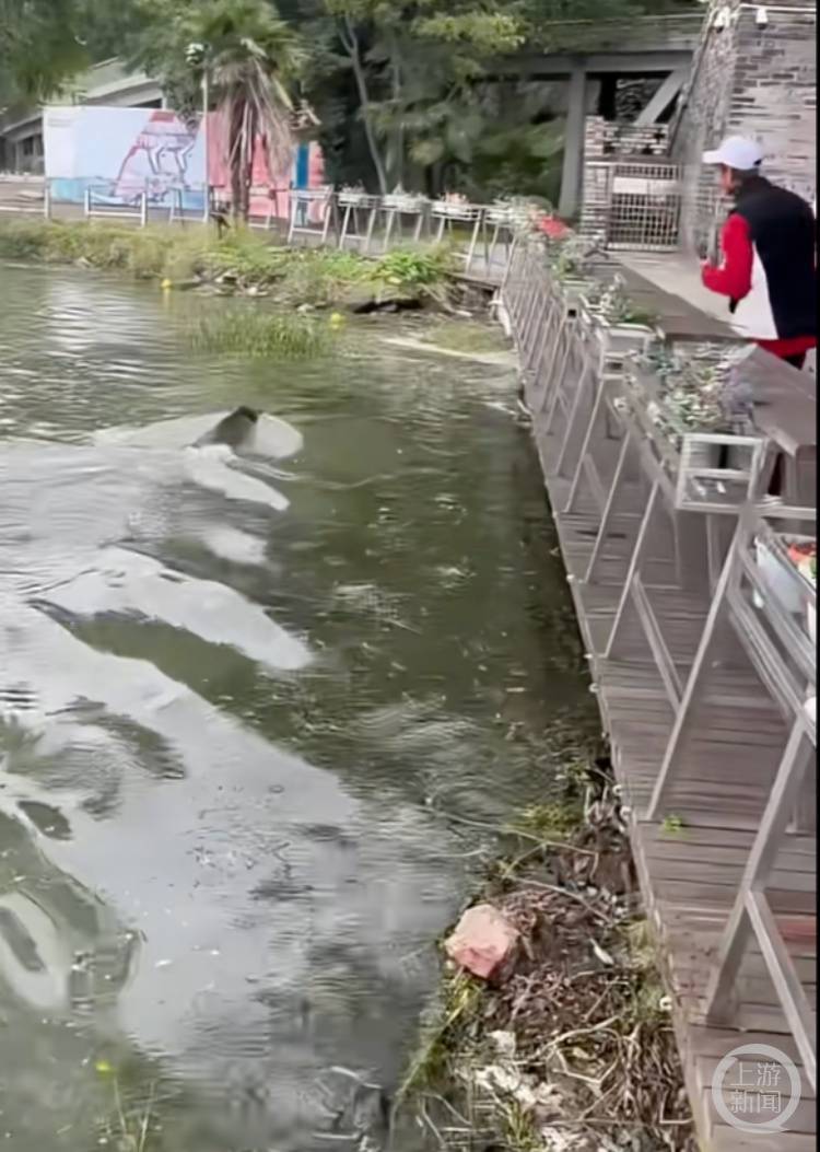 皇冠信用网需要押金吗_南京玄武湖惊现野猪横渡皇冠信用网需要押金吗,多方回应
