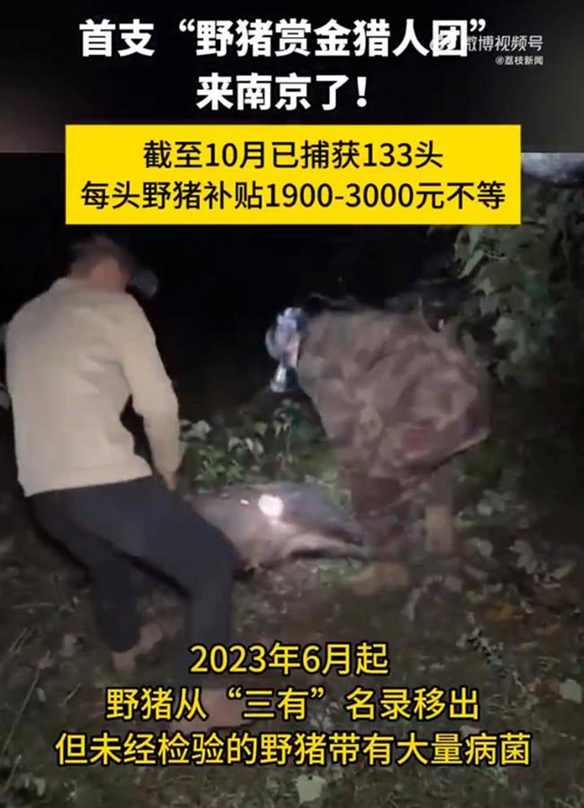 皇冠信用网出租_赏金猎人团已在南京捕获133头野猪皇冠信用网出租,还差67头才能拿到每头二三千元补贴,他们真的很赚钱?