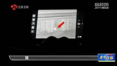 皇冠信用網怎么注册_300斤大野猪被迅速捕猎皇冠信用網怎么注册!南京老山里有一队“野猪赏金猎人”