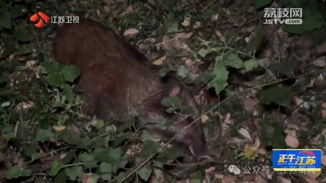 皇冠信用網怎么注册_300斤大野猪被迅速捕猎皇冠信用網怎么注册!南京老山里有一队“野猪赏金猎人”