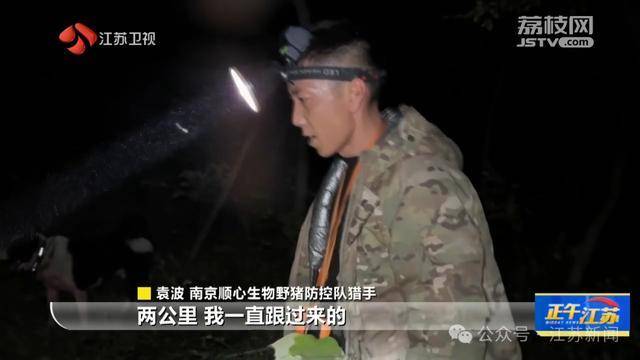 皇冠信用網怎么注册_300斤大野猪被迅速捕猎皇冠信用網怎么注册!南京老山里有一队“野猪赏金猎人”