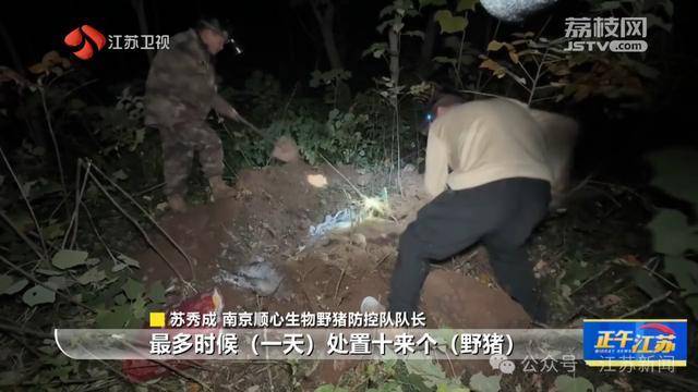 皇冠信用網怎么注册_300斤大野猪被迅速捕猎皇冠信用網怎么注册!南京老山里有一队“野猪赏金猎人”