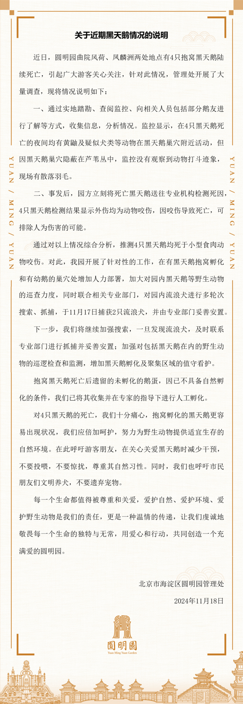 皇冠信用盘占成代理_北京圆明园回应4只黑天鹅死亡:推测均死于小型食肉动物咬伤