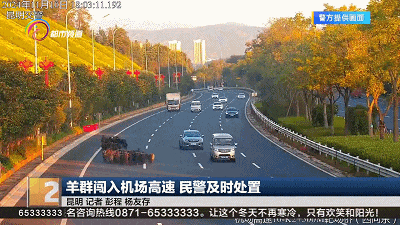 皇冠信用網代理_危险皇冠信用網代理!昆明机场高速突然闯入一群……