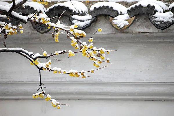 皇冠信用網代理_中到大雪皇冠信用網代理,局部暴雪!沈阳市安委会提示!