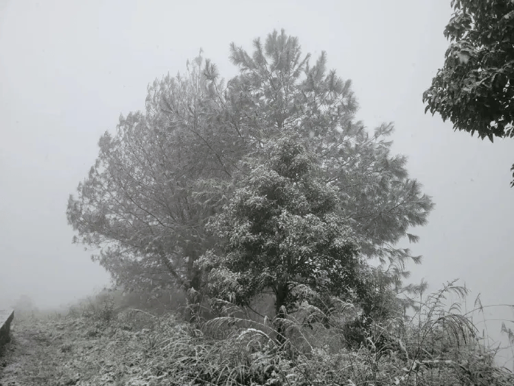 介绍个皇冠信用網网址_中心城区也下雪啦介绍个皇冠信用網网址!重庆明后天最低温仅-3℃