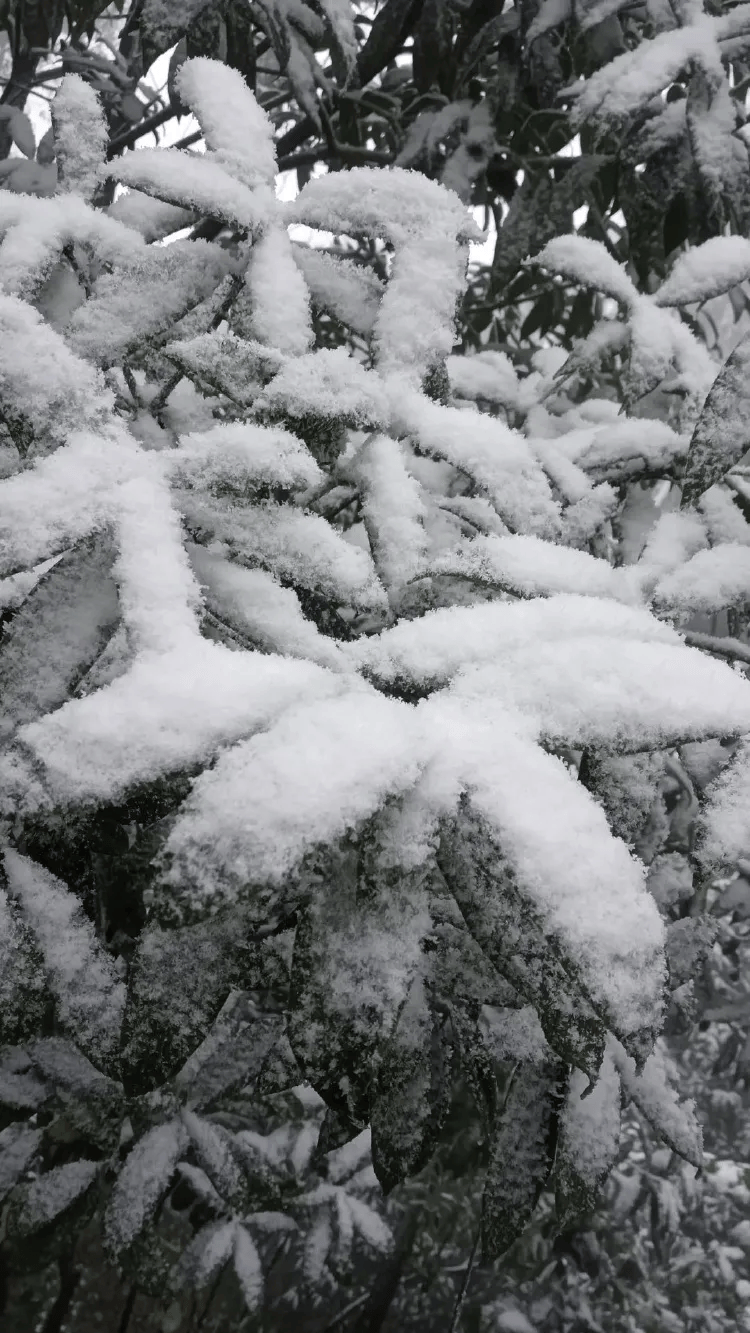介绍个皇冠信用網网址_中心城区也下雪啦介绍个皇冠信用網网址!重庆明后天最低温仅-3℃