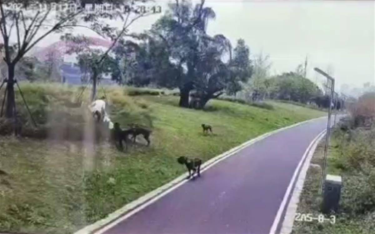 怎么注册皇冠信用网_撕咬母女的四条大型犬系杂交品种怎么注册皇冠信用网,律师:犬主若过失致人轻伤,不构成犯罪
