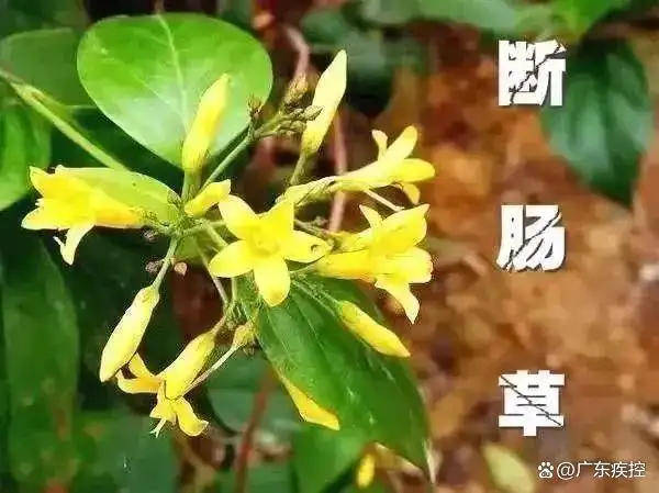 hga030app_广东一老人买药材煲汤中毒身亡 当地:店铺误售断肠草hga030app,老板被拘留