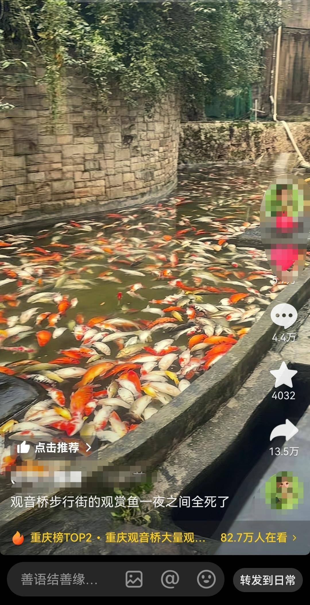 皇冠比分直播_重庆观音桥步行街观光鱼突然大量死亡皇冠比分直播,死鱼装满三十余编织袋 警方:正在调查