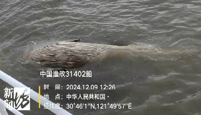皇冠比分_海面出现大型不明生物!上海相关部门紧急处置皇冠比分,竟是它!后续或将公开展出