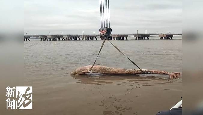 皇冠比分_海面出现大型不明生物!上海相关部门紧急处置皇冠比分,竟是它!后续或将公开展出