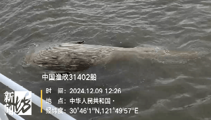 皇冠比分_发现大型不明生物皇冠比分!上海相关部门紧急处置:竟是……没想到!