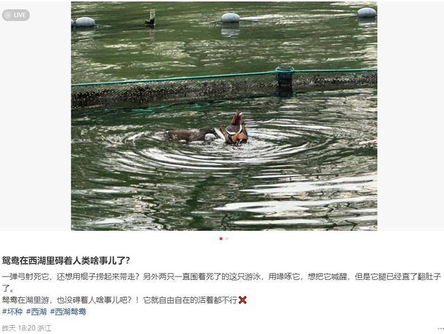 传说对决
_西湖水域管理处通报:34岁男子用弹弓打死鸳鸯