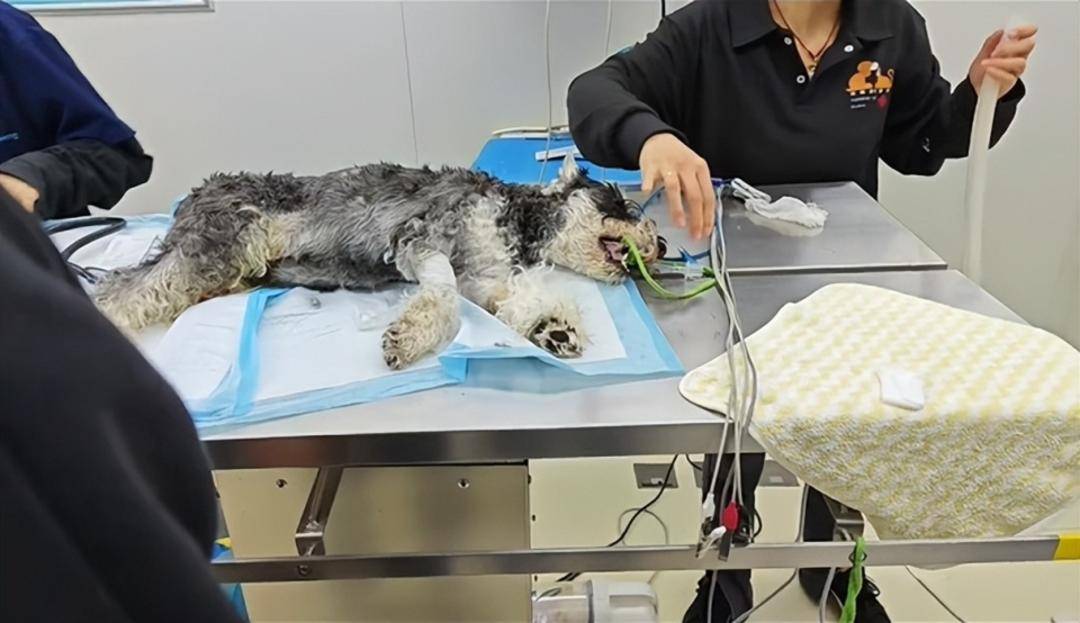 皇冠皇冠平台
_云南多只宠物犬随主人逛公园疑中毒死亡皇冠皇冠平台
,网友提醒戴嘴套,警方介入