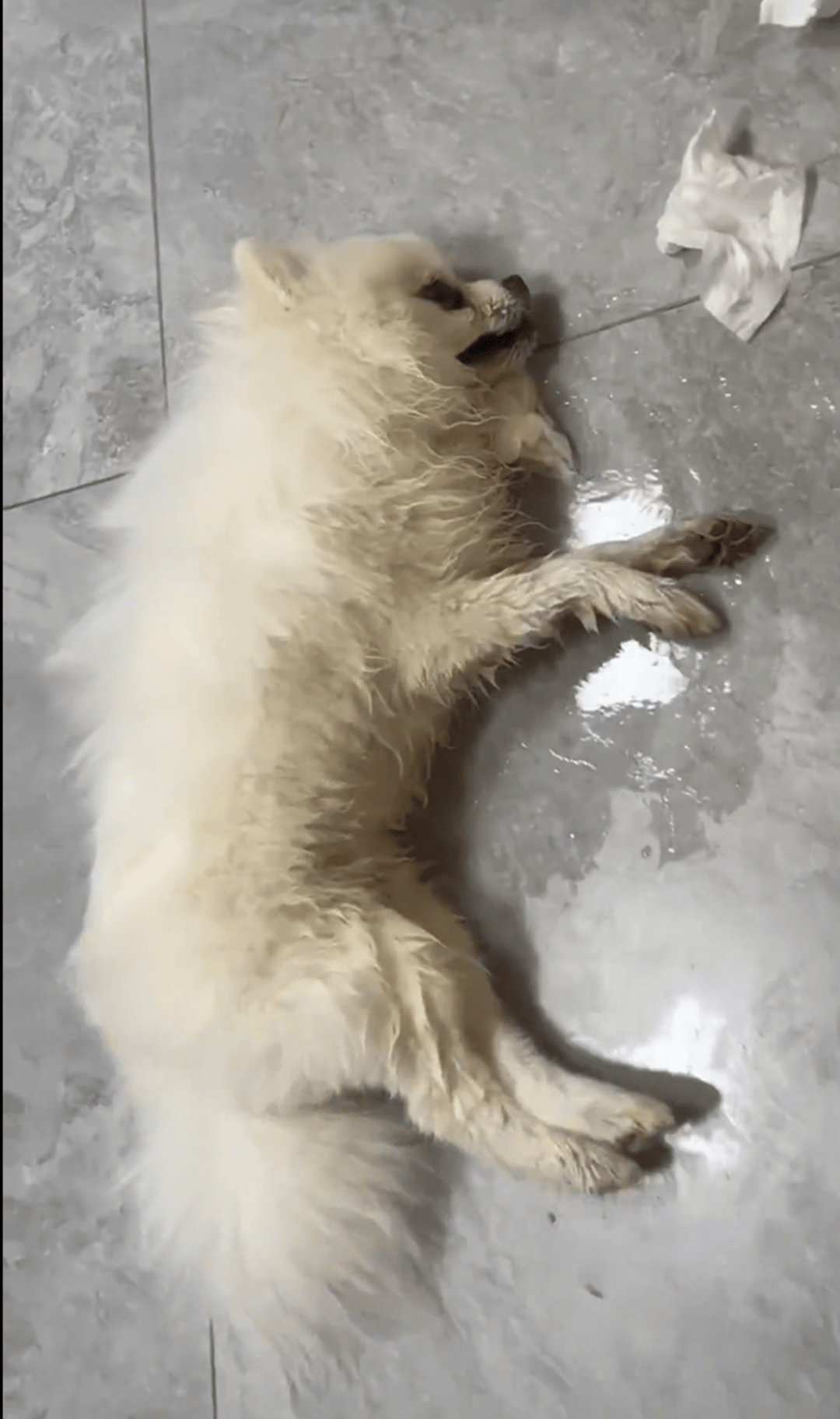 皇冠皇冠平台
_云南多只宠物犬随主人逛公园疑中毒死亡皇冠皇冠平台
,网友提醒戴嘴套,警方介入