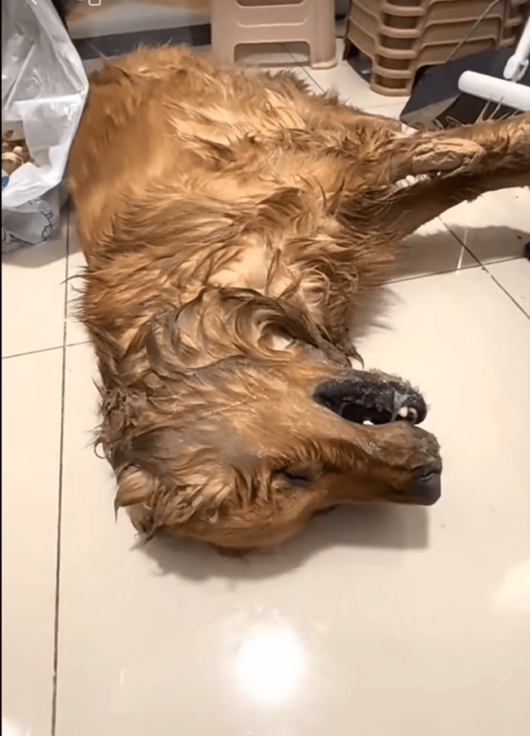 皇冠皇冠平台
_云南多只宠物犬随主人逛公园疑中毒死亡皇冠皇冠平台
,网友提醒戴嘴套,警方介入