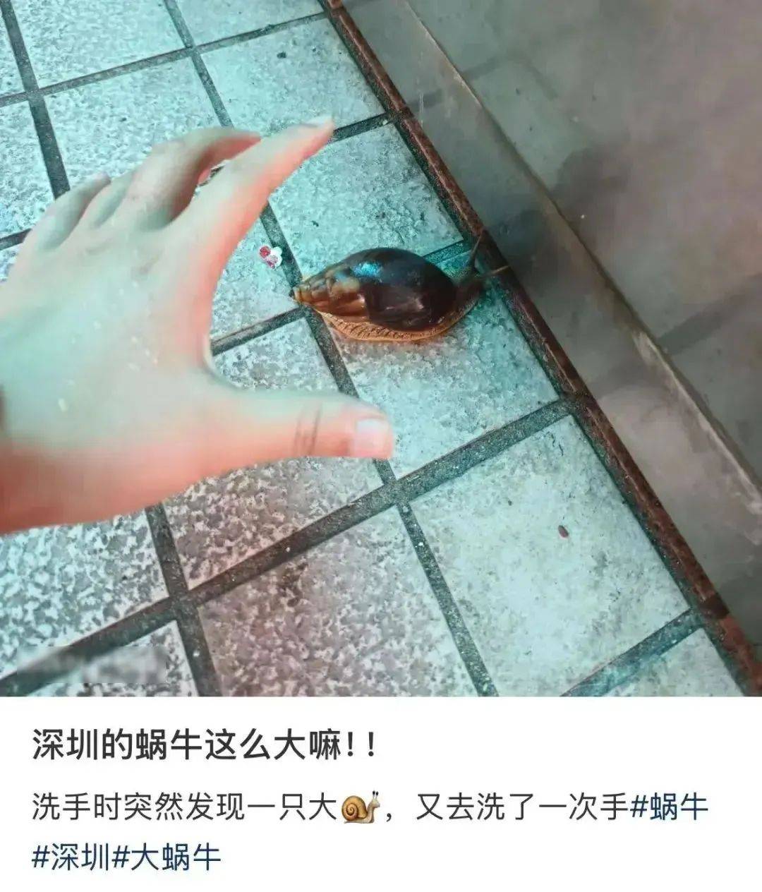 信用網怎么开户
_别碰!别吃!别养!一只就携带100条虫信用網怎么开户
,看到赶紧远离
