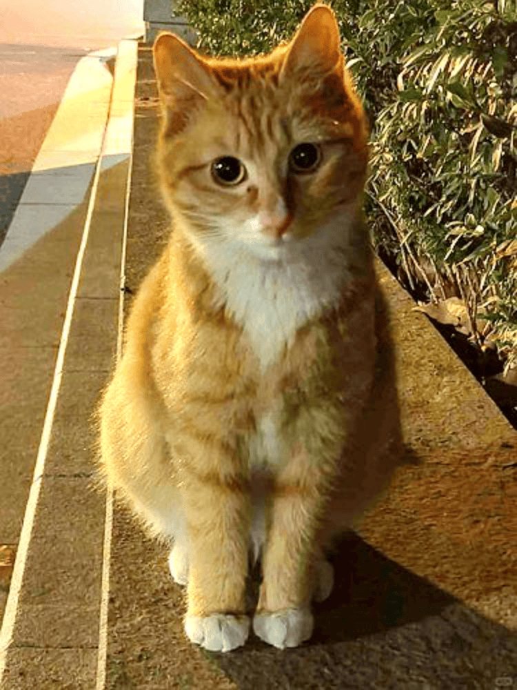 皇冠信用盘如何申请
_南京大学校庆日“校猫”被钢珠打碎头骨?校保卫处:看了一夜监控皇冠信用盘如何申请
,暂未锁定嫌疑人