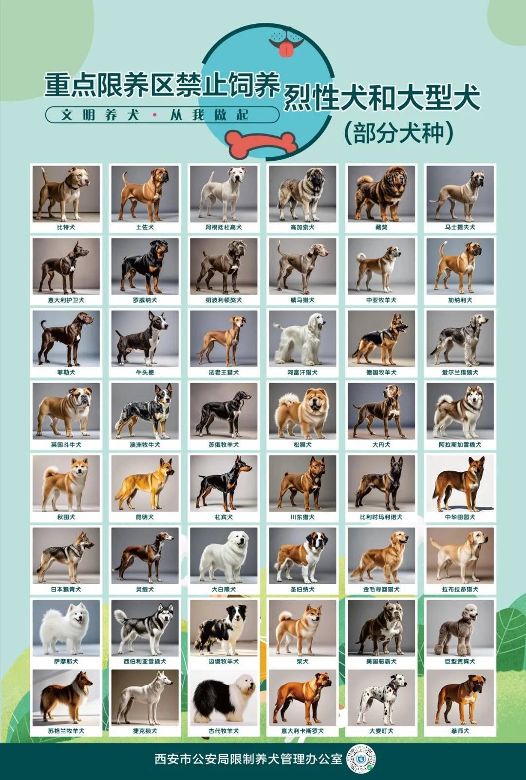 北京国安vs云南玉昆_西安警方回应“中华田园犬禁养”:并非所有中华田园犬都禁养
