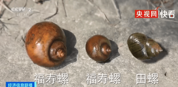 皇冠信用网代理注册_别吃皇冠信用网代理注册,寄生虫多达上千条!武汉公园连夜清出130多斤