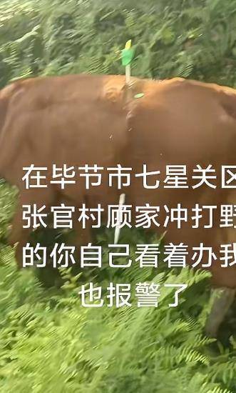 纽西兰中央联赛
_贵州毕节一黄牛被铁扦射穿身体纽西兰中央联赛
,主人报警:怀疑有人用无人机狩猎