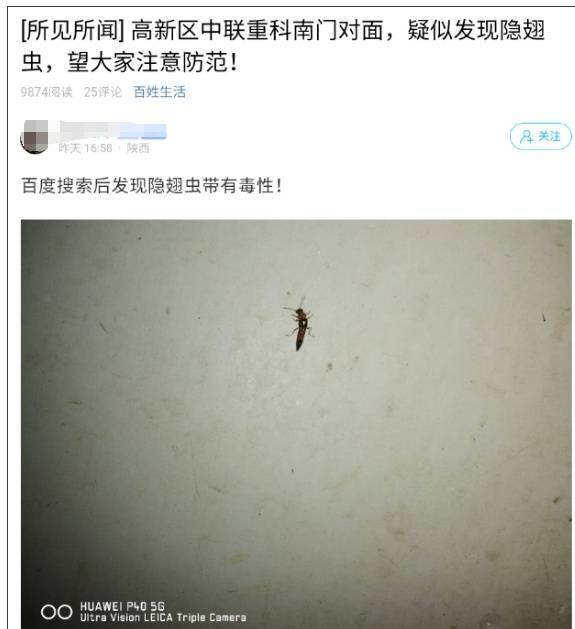 皇冠信用盘_西安多区发现隐翅虫?千万别拍皇冠信用盘!毒液堪比硫酸