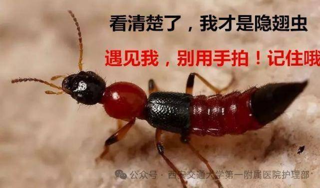 皇冠信用盘_西安多区发现隐翅虫?千万别拍皇冠信用盘!毒液堪比硫酸