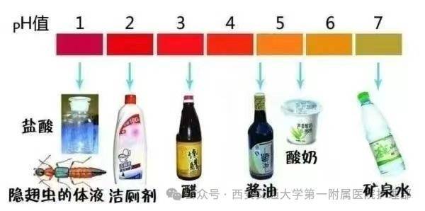 皇冠信用盘_西安多区发现隐翅虫?千万别拍皇冠信用盘!毒液堪比硫酸